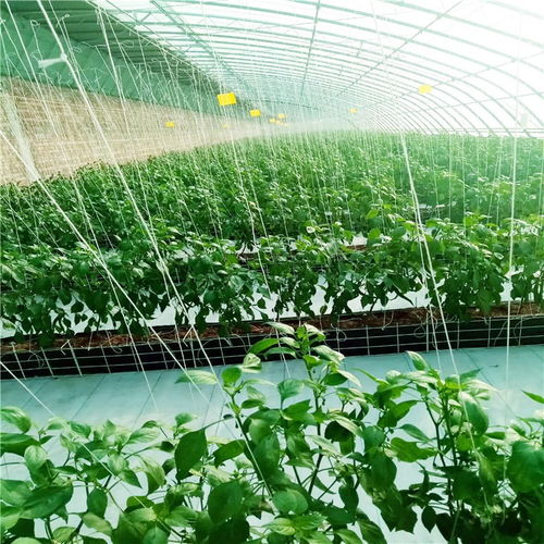 日光溫室 現(xiàn)代農(nóng)業(yè)的智慧結(jié)晶
